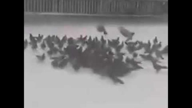 Zonguldak Belediyesi'nden Anonsun Kralı Geldi!