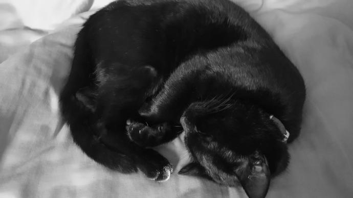 Kedi Besleyenlerin İyi Bildiği Gerçekler