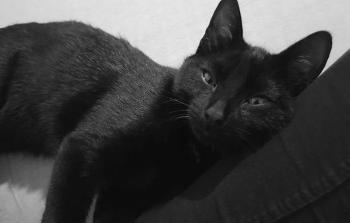Kedi Besleyenlerin İyi Bildiği Gerçekler