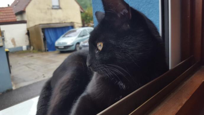 Kedi Besleyenlerin İyi Bildiği Gerçekler