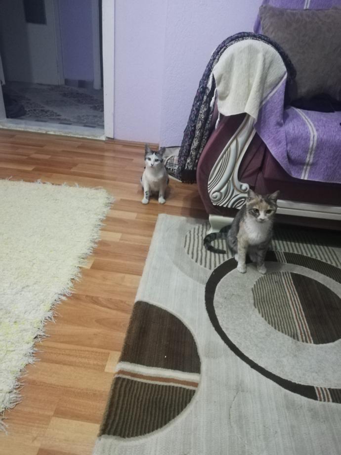 Kedi Besleyenlerin İyi Bildiği Gerçekler