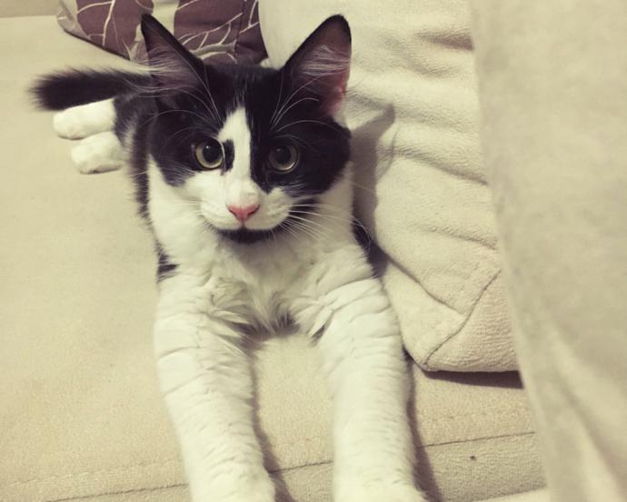 Kedi Besleyenlerin İyi Bildiği Gerçekler
