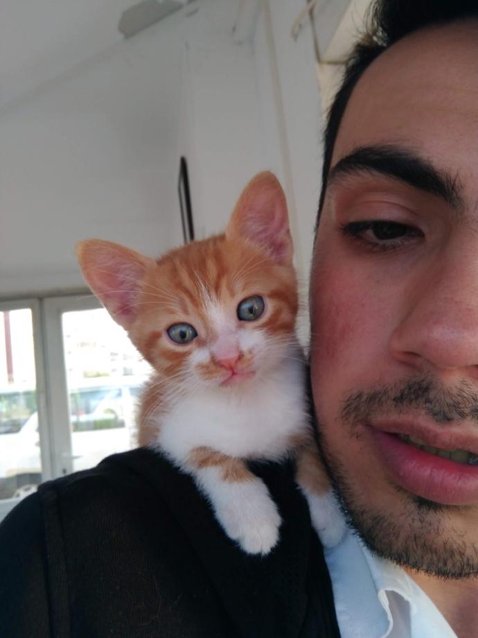 Kedi Besleyenlerin İyi Bildiği Gerçekler
