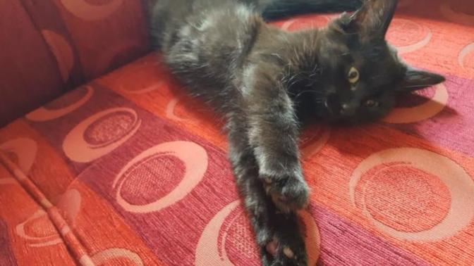 Kedi Besleyenlerin İyi Bildiği Gerçekler