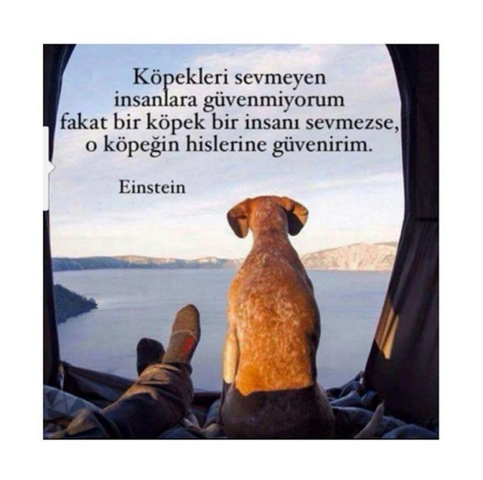 Köpeklerin Gerçek Birer Dost Olduğunun İspatı Beş Film
