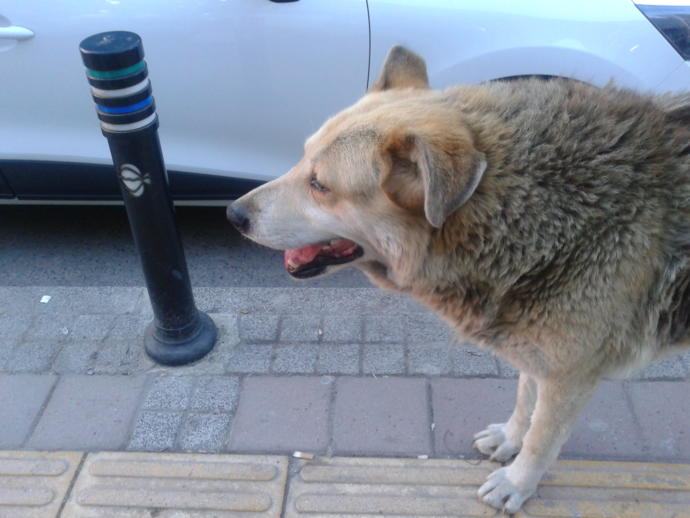 Köpeklerin Gerçek Birer Dost Olduğunun İspatı Beş Film