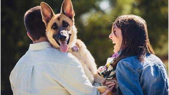 Köpeklerin Gerçek Birer Dost Olduğunun İspatı Beş Film