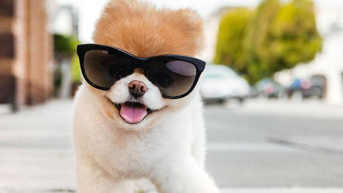 Dünyanın En Ünlü Köpeği Öldü: Sevenleri Yasa Boğuldu