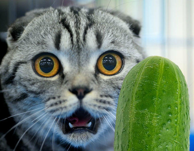 Sadece Kedi Sahiplerinin Başına Gelen 5 Durum