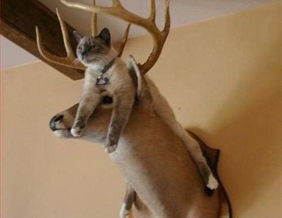 Sadece Kedi Sahiplerinin Başına Gelen 5 Durum