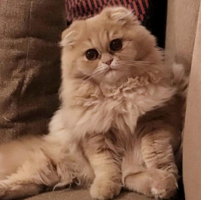 Sadece Kedi Sahiplerinin Başına Gelen 5 Durum