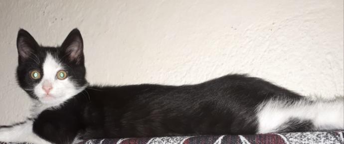 Sadece Kedi Sahiplerinin Başına Gelen 5 Durum