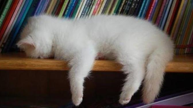 Sadece Kedi Sahiplerinin Başına Gelen 5 Durum