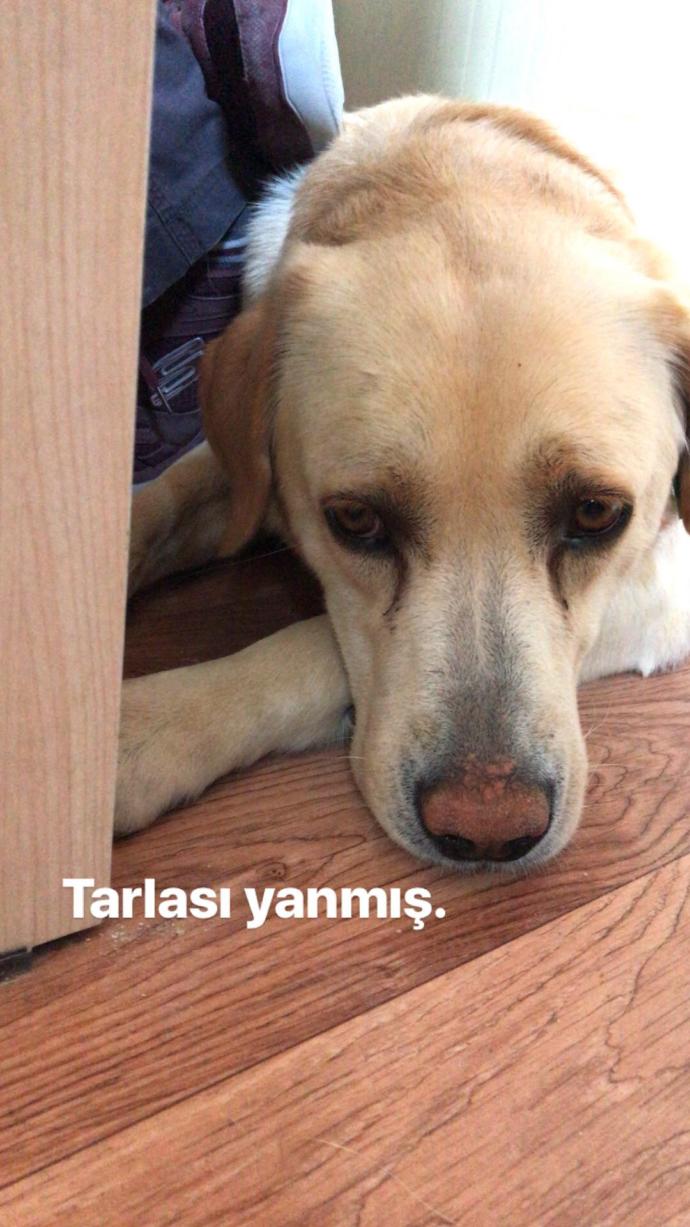 Ankara'nın Soğuğunda İçleri Isıtan Bir Hikaye: İnci Hanım'la Tanışın