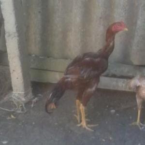 Dönemin En İyi Korku Filmleri 13. Cuma Serisini Analizi Ediyorum!