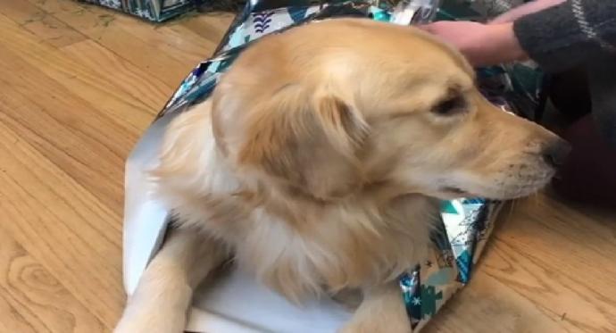 Çin'de Bir Köpek, Bayılan Sahibine Doktor Götürdü