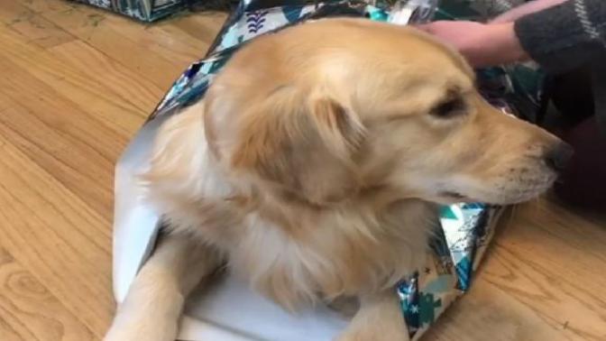 Çin'de Bir Köpek, Bayılan Sahibine Doktor Götürdü