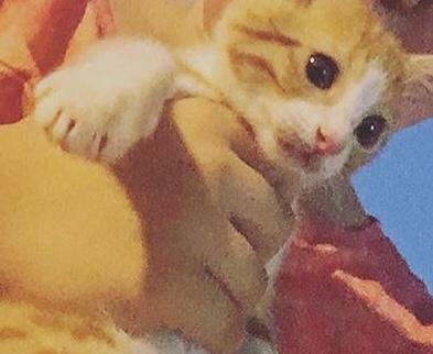 Kedileri Çok Seven Bir Kadının Hikayesi!