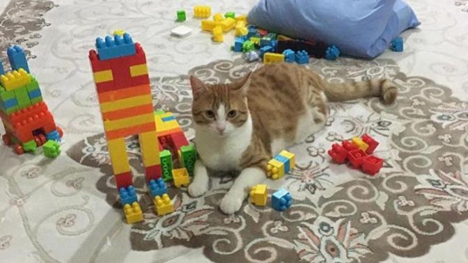 Kedileri Çok Seven Bir Kadının Hikayesi!