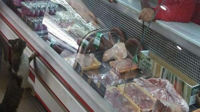 Sosyal Medyanın Fenomen Kedisi Hayatını Kaybetti