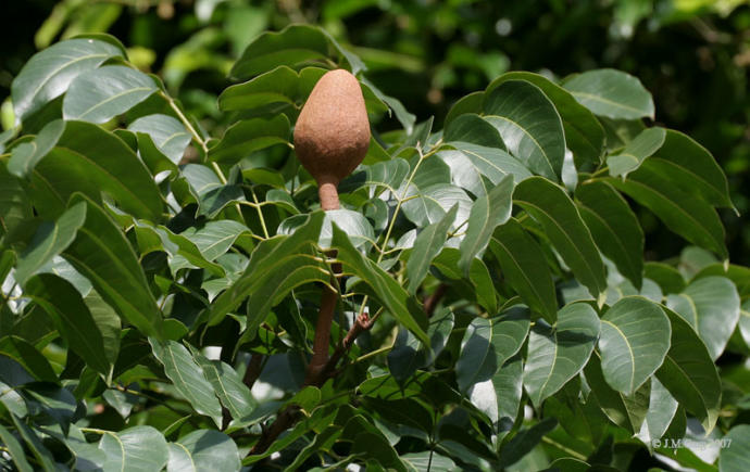 Akaju