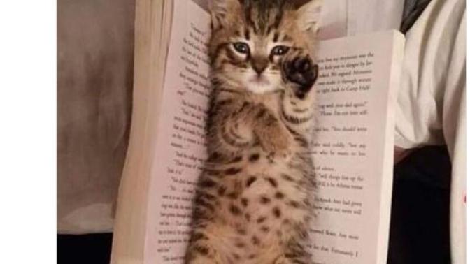 Twitter Kullanıcıları Kitap Ayracı Olarak Kullandıkları Şeyleri Paylaştı ve Ortaya İlginç Fikirler Çıktı!
