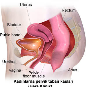 İdrar Kaçırmaya Son! Kegel Egzersizi Hakkında Her Şey