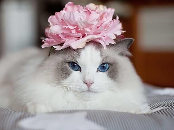 Bugüne Kadar Denediğim Doğal Güzellik Yöntemleri! ❤