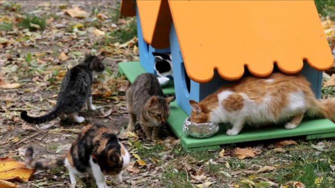 Konya'da Hırsıza "Kedi Maması Alma" Cezası Verildi!