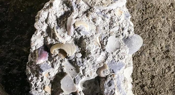 İçi Deniz Kabuğu Dolu Beton Parçaları