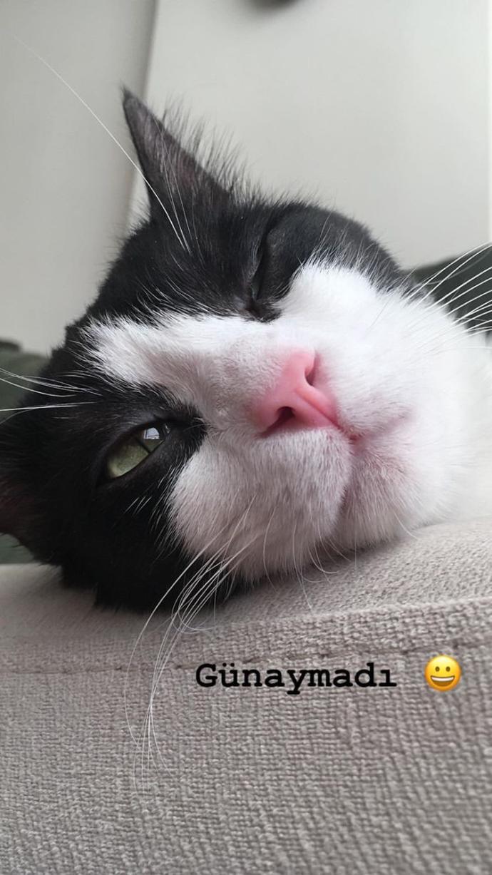 Bugün 17  Şubat  Dünya Kediler Günü! İşte Bu Sevimli Varlıkları Sevmemiz İçin 6 Neden