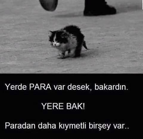 Bugün 17  Şubat  Dünya Kediler Günü! İşte Bu Sevimli Varlıkları Sevmemiz İçin 6 Neden