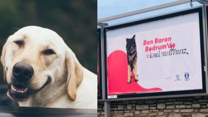 Sokağa Terk Edilen Patili Dostlardan Mesajınız Var: Beni Unuttunuz!
