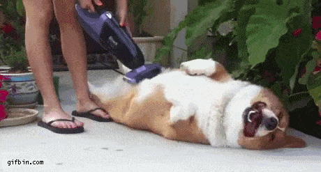 Evde Köpek Besleyenlerin Aşina Olduğu Ponçik Durumlar!