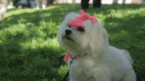 Evde Köpek Besleyenlerin Aşina Olduğu Ponçik Durumlar!