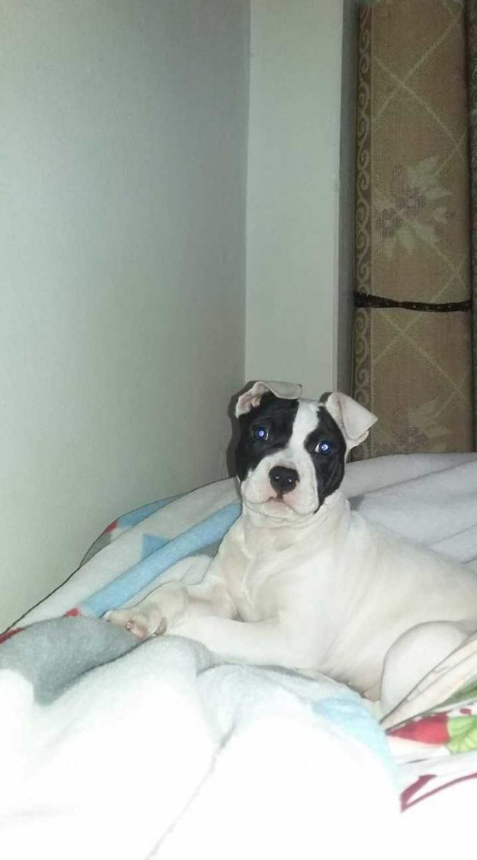 Evde Köpek Besleyenlerin Aşina Olduğu Ponçik Durumlar!