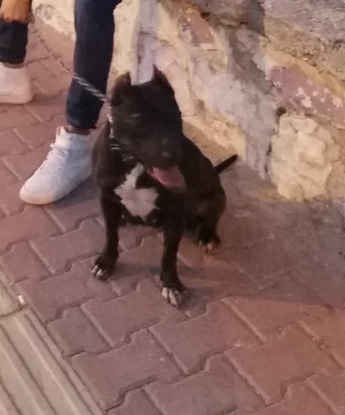 Evde Köpek Besleyenlerin Aşina Olduğu Ponçik Durumlar!