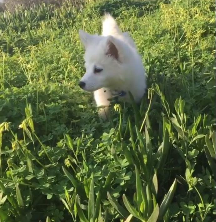 Evcil Köpekler İçin Tasma ve Aksesuar İhtiyaçları Listem