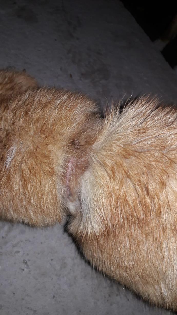 Evcil Köpekler İçin Tasma ve Aksesuar İhtiyaçları Listem