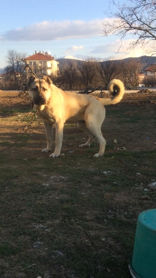Evcil Köpekler İçin Tasma ve Aksesuar İhtiyaçları Listem