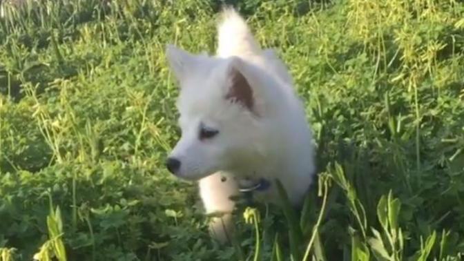 Evcil Köpekler İçin Tasma ve Aksesuar İhtiyaçları Listem