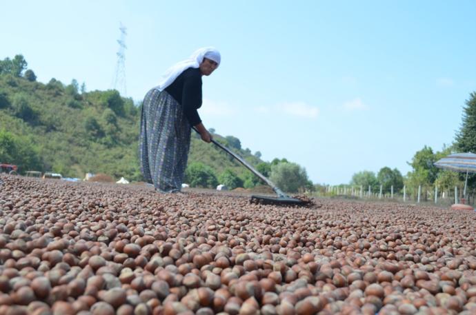 Yolların Buluşma Noktası Doğa Harikası: Düzce!
