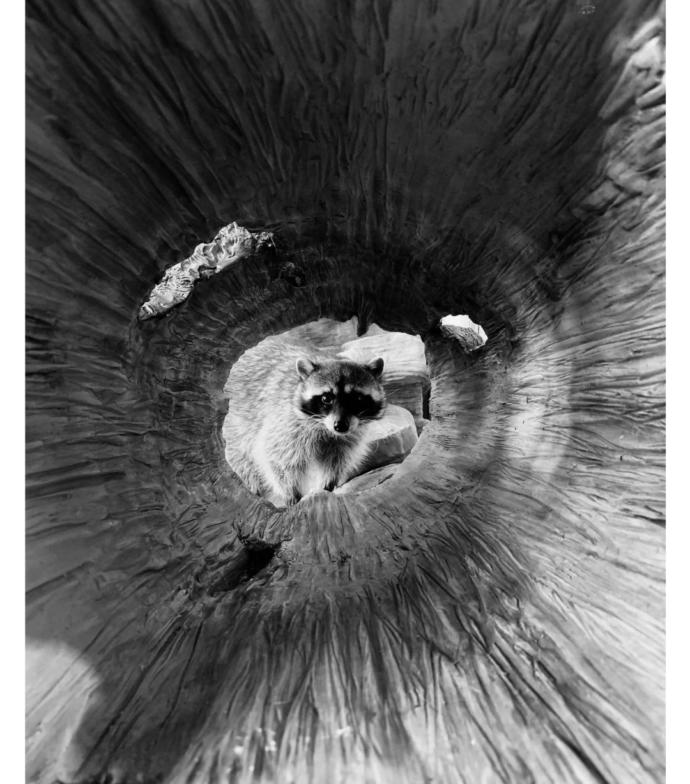 “Shot on iPhone” Apple'ın Fotoğraf Yarışmasından Muhteşem Kareler