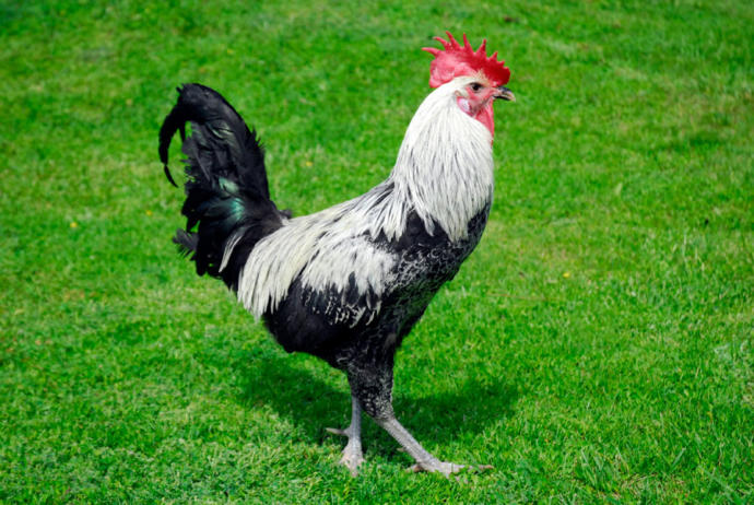 Ege'nin Dik Başlı Horozu Denizli'yi Tanıyalım!