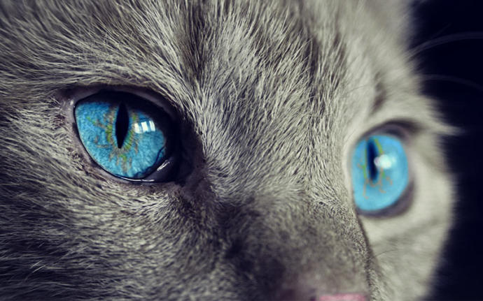 Kediler Hakkında Bilmediğimiz, Öğrendikten Sonra Kedi Olma İsteği Uyandıran Bilgiler!