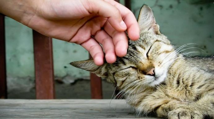 Kediler Hakkında Bilmediğimiz, Öğrendikten Sonra Kedi Olma İsteği Uyandıran Bilgiler!