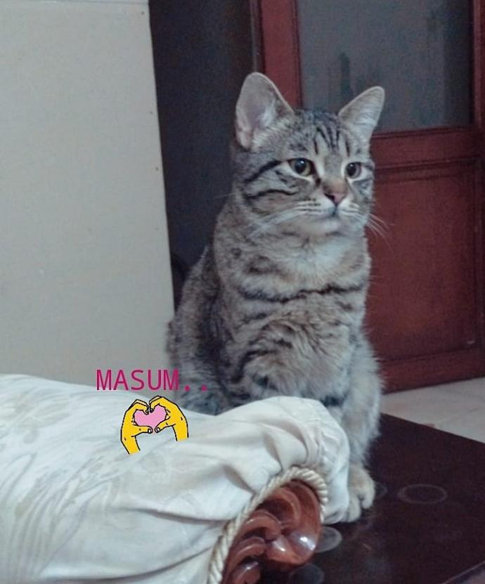 Kediler Hakkında Bilmediğimiz, Öğrendikten Sonra Kedi Olma İsteği Uyandıran Bilgiler!