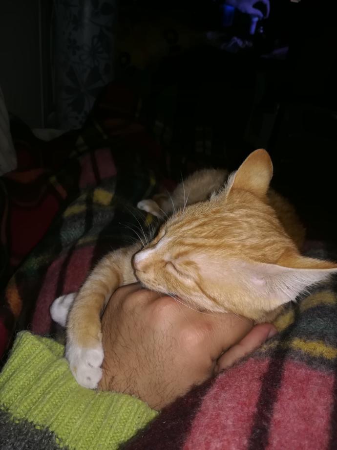 Kediler Hakkında Bilmediğimiz, Öğrendikten Sonra Kedi Olma İsteği Uyandıran Bilgiler!
