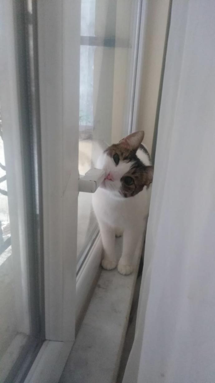 Kediler Hakkında Bilmediğimiz, Öğrendikten Sonra Kedi Olma İsteği Uyandıran Bilgiler!