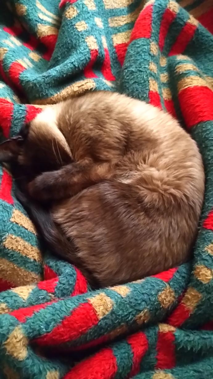 Kediler Hakkında Bilmediğimiz, Öğrendikten Sonra Kedi Olma İsteği Uyandıran Bilgiler!